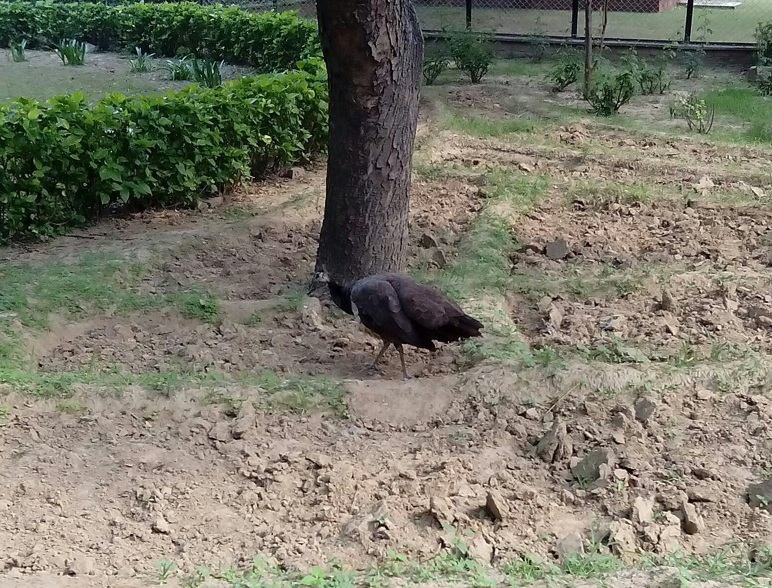 peahen